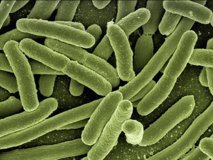 New research moves closer to harnessing viruses to fight bacteria and reduce antibiotic use | New research moves closer to harnessing viruses to fight bacteria and reduce antibiotic use New research moves closer to harnessing viruses to fight bacteria and reduce antibiotic use | New research moves closer to harnessing viruses to fight bacteria and reduce antibiotic use