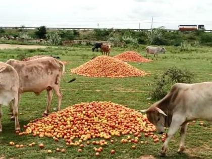 Andhra farmers dump tomatoes in open as price crashes to Rs 3 a kg | Andhra farmers dump tomatoes in open as price crashes to Rs 3 a kg Andhra farmers dump tomatoes in open as price crashes to Rs 3 a kg | Andhra farmers dump tomatoes in open as price crashes to Rs 3 a kg