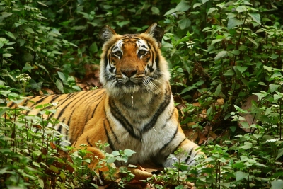 Despite success of Project Tiger, national animal fights for survival | Despite success of Project Tiger, national animal fights for survival