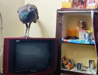 Wildlife volunteers rescue injured peahen from dining room in Agra | Wildlife volunteers rescue injured peahen from dining room in Agra