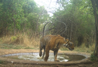14 tigers identified in Telangana's Amrabad Tiger Reserve | 14 tigers identified in Telangana's Amrabad Tiger Reserve