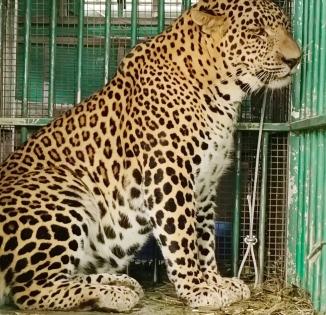 'Man-eater' leopard finally caught in Karnataka | 'Man-eater' leopard finally caught in Karnataka