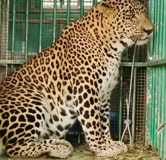 Leopard that mauled four-year-old girl in Valparai trapped by TN Forest Dept | Leopard that mauled four-year-old girl in Valparai trapped by TN Forest Dept Leopard that mauled four-year-old girl in Valparai trapped by TN Forest Dept | Leopard that mauled four-year-old girl in Valparai trapped by TN Forest Dept