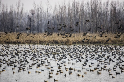 Kashmir's feathered friends have arrived at last! | Kashmir's feathered friends have arrived at last!