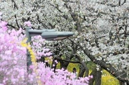S.Korea experiences warmest spring: Weather agency | S.Korea experiences warmest spring: Weather agency