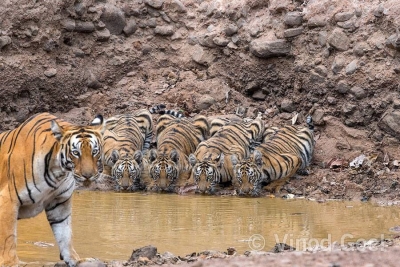 Tigress keeps guard as cubs drink water, Twitter amazes | Tigress keeps guard as cubs drink water, Twitter amazes