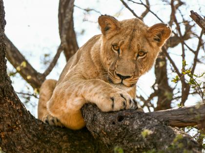 Lioness kills 5-year-old girl in Gujarat village | Lioness kills 5-year-old girl in Gujarat village