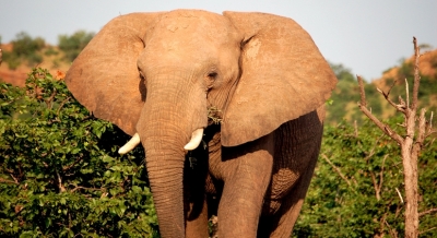 A tale of the African Elephants | A tale of the African Elephants
