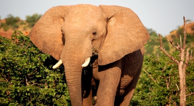 Elephant electrocuted in north Bengal forest, one arrested | Elephant electrocuted in north Bengal forest, one arrested Elephant electrocuted in north Bengal forest, one arrested | Elephant electrocuted in north Bengal forest, one arrested