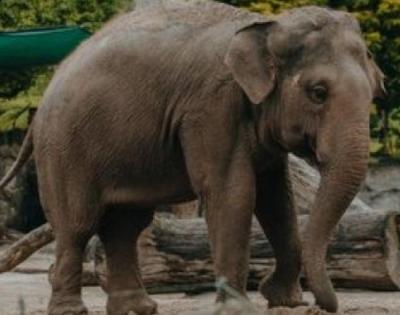 Wild elephant kills farmer in UP | Wild elephant kills farmer in UP