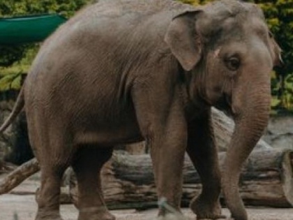 TN forest dept captures rogue elephant 'Arikomban' | TN forest dept captures rogue elephant 'Arikomban'