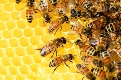 US approves first-ever vaccine for honeybees | US approves first-ever vaccine for honeybees