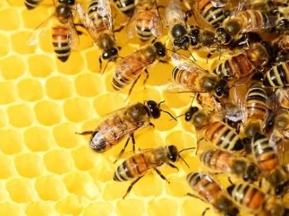 Assam man dies after attacked being attacked by bees, another injured | Assam man dies after attacked being attacked by bees, another injured Assam man dies after attacked being attacked by bees, another injured | Assam man dies after attacked being attacked by bees, another injured