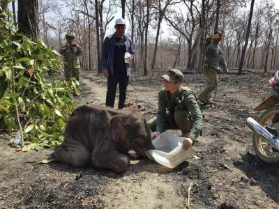Rare Asian elephant found dead in bomb crater in Cambodia | Rare Asian elephant found dead in bomb crater in Cambodia Rare Asian elephant found dead in bomb crater in Cambodia | Rare Asian elephant found dead in bomb crater in Cambodia