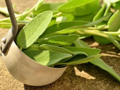 Herbal formulations can help control blood sugar levels: Study | Herbal formulations can help control blood sugar levels: Study Herbal formulations can help control blood sugar levels: Study | Herbal formulations can help control blood sugar levels: Study