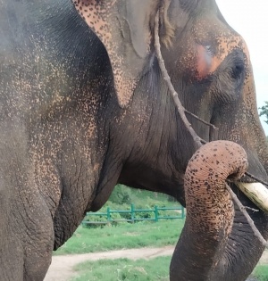 BJP leader killed by wild elephants near Guwahati | BJP leader killed by wild elephants near Guwahati