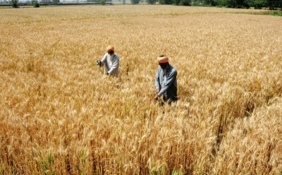 Indian wheat shipment for Kabul via Pak may start in Feb | Indian wheat shipment for Kabul via Pak may start in Feb Indian wheat shipment for Kabul via Pak may start in Feb | Indian wheat shipment for Kabul via Pak may start in Feb