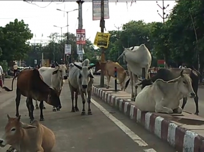 Farmers lock stray cattle in school in UP village | Farmers lock stray cattle in school in UP village