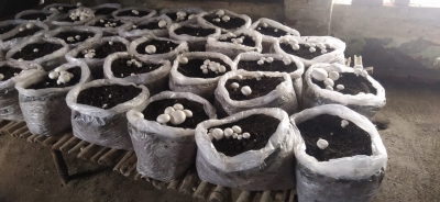 Mushroom farming: A new form of employment in J&K | Mushroom farming: A new form of employment in J&K
