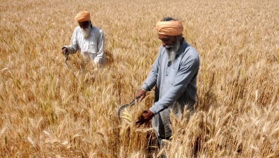 Record wheat procurement at 388.34 lakh tons | Record wheat procurement at 388.34 lakh tons