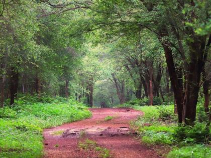 MP govt removes chief wildlife warden Javir Singh Chouhan; Aseem Srivastava appointed new chief | MP govt removes chief wildlife warden Javir Singh Chouhan; Aseem Srivastava appointed new chief MP govt removes chief wildlife warden Javir Singh Chouhan; Aseem Srivastava appointed new chief | MP govt removes chief wildlife warden Javir Singh Chouhan; Aseem Srivastava appointed new chief