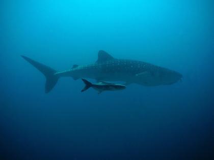 Asian marine life to be impacted the most due to climate change: Experts | Asian marine life to be impacted the most due to climate change: Experts Asian marine life to be impacted the most due to climate change: Experts | Asian marine life to be impacted the most due to climate change: Experts