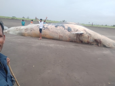 40-feet-long whale carcass washed ashore in Maha's Palghar | 40-feet-long whale carcass washed ashore in Maha's Palghar