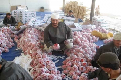 Afghan poppy trade zooms despite stranded fruit exports | Afghan poppy trade zooms despite stranded fruit exports