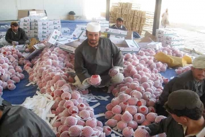 Afghanistan exports goods worth 304 mln USD in three-months | Afghanistan exports goods worth 304 mln USD in three-months Afghanistan exports goods worth 304 mln USD in three-months | Afghanistan exports goods worth 304 mln USD in three-months