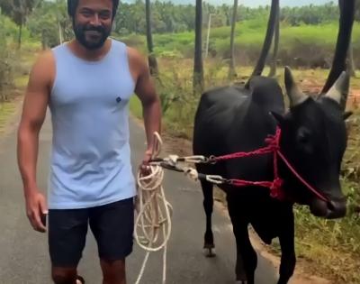 Suriya extends Tamil new year greetings as he walks his bull in video clip | Suriya extends Tamil new year greetings as he walks his bull in video clip Suriya extends Tamil new year greetings as he walks his bull in video clip | Suriya extends Tamil new year greetings as he walks his bull in video clip
