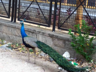 Peacock rescued from 50 ft deep borewell in Taj city | Peacock rescued from 50 ft deep borewell in Taj city