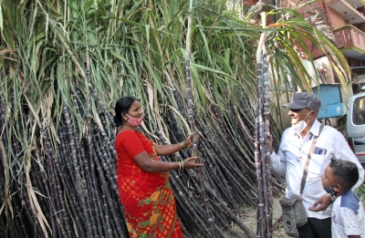 K'taka govt calls meeting on payment of Rs 2,500 cr dues to sugarcane farmers | K'taka govt calls meeting on payment of Rs 2,500 cr dues to sugarcane farmers