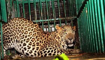 Leopard carcass found in UP district | Leopard carcass found in UP district