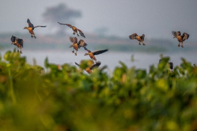 Deepor Beel records over 26,000 birds of 97 species | Deepor Beel records over 26,000 birds of 97 species