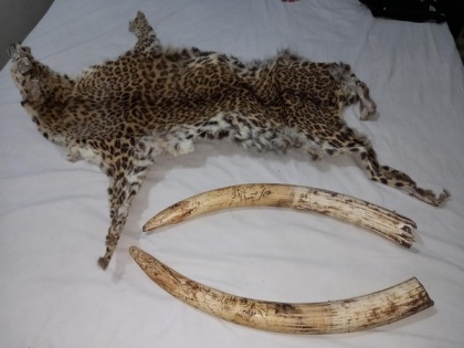 3 held with elephant tusks, leopard skin in Odisha | 3 held with elephant tusks, leopard skin in Odisha
