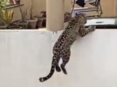 Leopard rescued from house in Bihar's Bagaha | Leopard rescued from house in Bihar's Bagaha