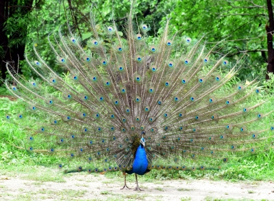 16 peacocks found dead in orchards in UP | 16 peacocks found dead in orchards in UP