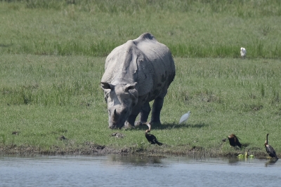 Rhino poaching attempt foiled in Assam's Kaziranga | Rhino poaching attempt foiled in Assam's Kaziranga