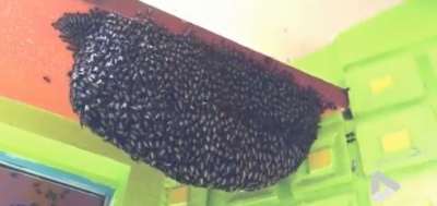 Twitter amused as video of 'beehive waves' goes viral | Twitter amused as video of 'beehive waves' goes viral Twitter amused as video of 'beehive waves' goes viral | Twitter amused as video of 'beehive waves' goes viral