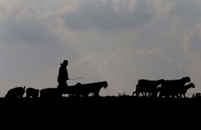 7,600 herding families receive assistance in Afghanistan | 7,600 herding families receive assistance in Afghanistan