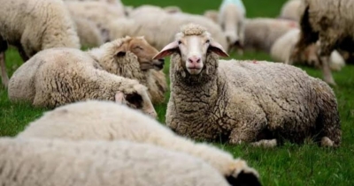 50 sheep killed by lightning in J&K's Ganderbal | 50 sheep killed by lightning in J&K's Ganderbal