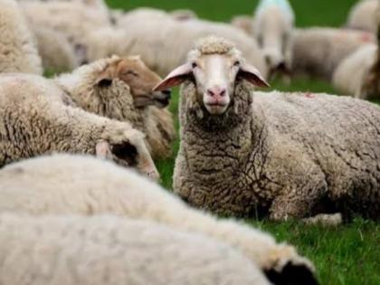Deworming goes wrong, 175 sheep die in UP district | Deworming goes wrong, 175 sheep die in UP district