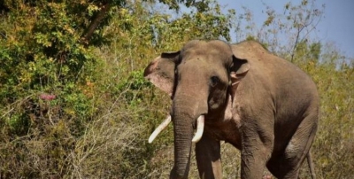 Tusker attacks forest guard in UP's Amangarh Reserve | Tusker attacks forest guard in UP's Amangarh Reserve