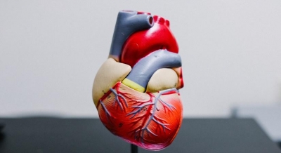 New lab grown mini heart chamber may help speed heart disease cures | New lab grown mini heart chamber may help speed heart disease cures