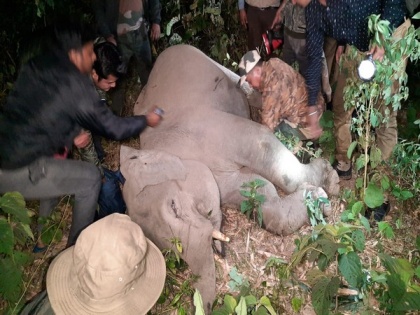 Bagdogra: Elephant calf hit by speeding car on Asian Highway 2 | Bagdogra: Elephant calf hit by speeding car on Asian Highway 2