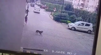 Dogs on the prowl: 10 strays caught from Noida society | Dogs on the prowl: 10 strays caught from Noida society