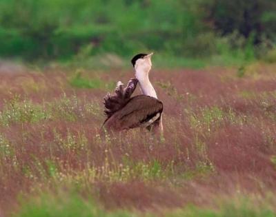 Farmers in MP wildlife sanctuary troubled by a bird that no longer exists | Farmers in MP wildlife sanctuary troubled by a bird that no longer exists
