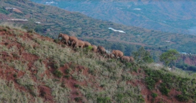 China's migrating elephants move southeast | China's migrating elephants move southeast