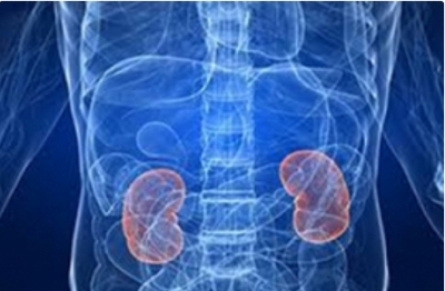 About 85cr across globe suffer from kidney disease: Experts | About 85cr across globe suffer from kidney disease: Experts