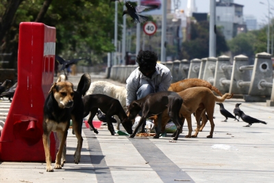 Experts question study linking stray dogs to SARS-CoV-2 spread | Experts question study linking stray dogs to SARS-CoV-2 spread